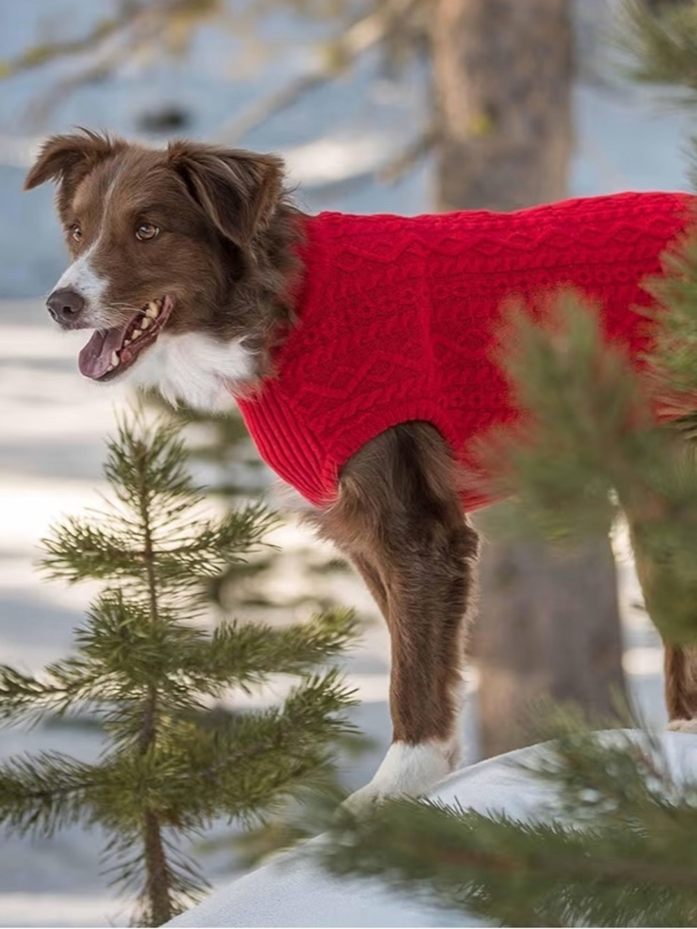 NWT-Extra Large Dog Red cable knit sweater
Soft, warm and comfortable